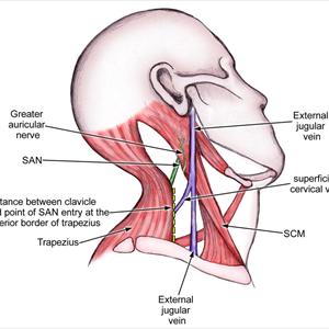 Vulvar Varicosities Blog 