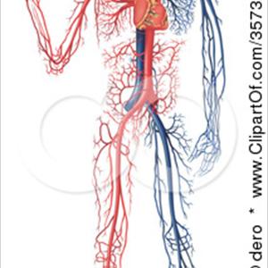 Varicose Veins Houston - Varicose Veins Diagnosis