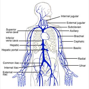 Vulvar Varicosities Forum - Varicose Veins: Causes & Prevention